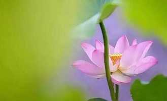 如何修菩提心