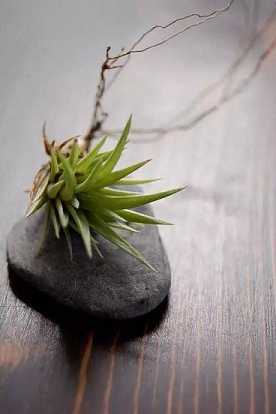 在家居士可以给自己取法名吗