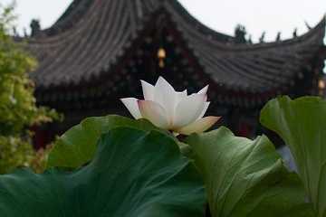 优波离是什么意思