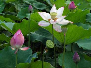 开示：佛前供花有什么讲究呢