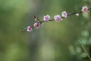 开示：佛前供花有什么讲究呢