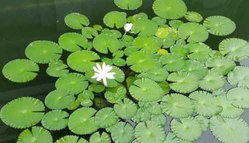 开示：“莲花”象征着什么呢