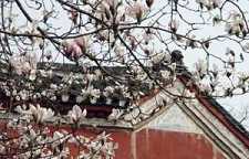 《成唯识论》与《大乘起信