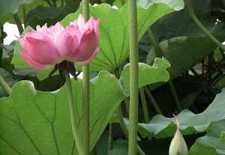 药师灌顶真言
