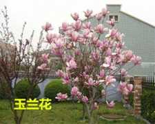椤严咒感应