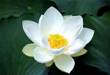 普贤菩萨八字真言梵文