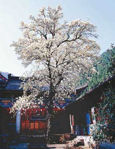 地藏经可以自己在家读吗