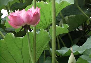 药师灌顶真言