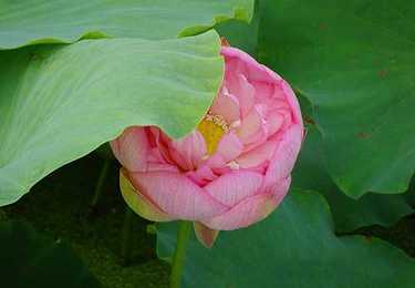普贤菩萨八字真言视频